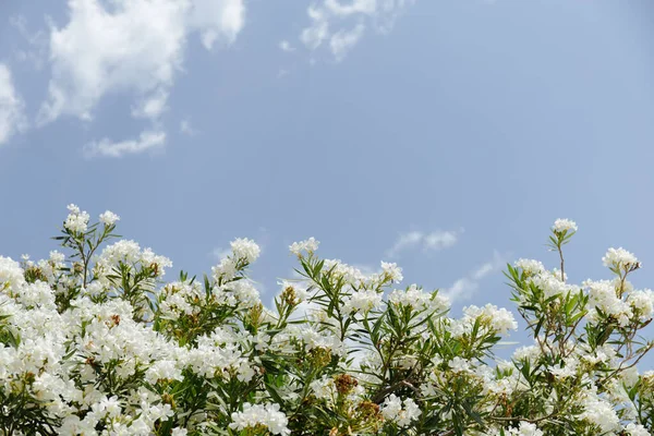 Niedrige Winkelaufnahme der Pflanze mit weißen Blüten und blauem Himmel mit Wolken im Hintergrund — Stockfoto