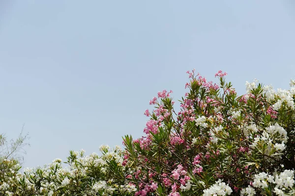 Selective focus of plants with white and pink flowers and clear sky at background — Stock Photo