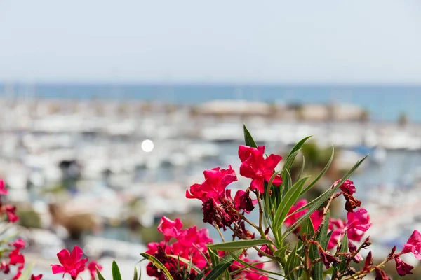 Selective focus of plant with pink flowers on sea coast in Catalonia, Spain — Stock Photo