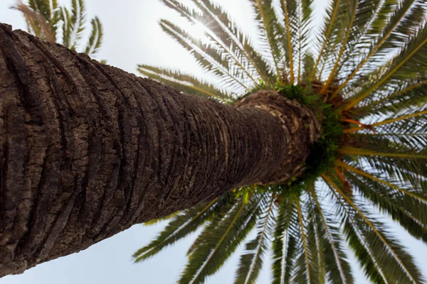 Bottom view of trunk of palm tree with sunlight and blue sky at background — Stock Photo