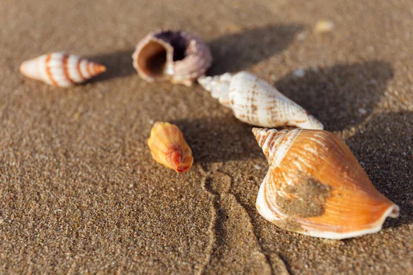 Enfoque selectivo de conchas marinas sobre arena mojada en la playa - foto de stock