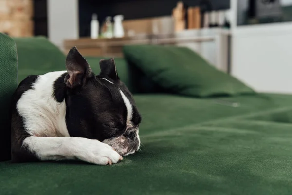 Cute french bulldog sleeping on sofa in living room — Stock Photo