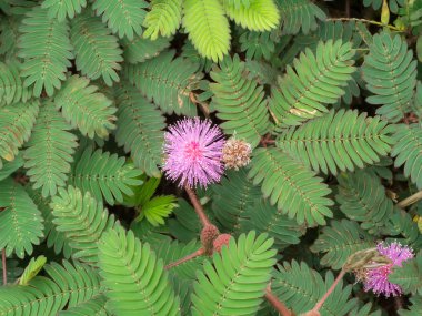 Duyarlı bitki veya mimosa pudica bitki.