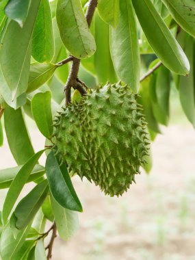 Soursop ağacı veya dikenli muhallebi elma.