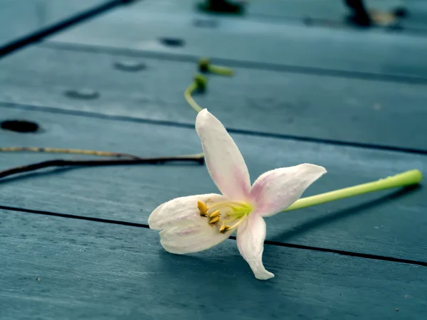 Fiore di sughero indiano sul pavimento in legno in colore cinematografico . — Foto Stock