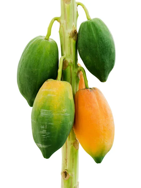 Ripe and raw papaya on tree. — Stock Photo, Image