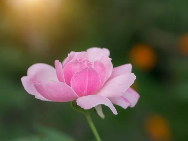 The pink fairy rose flower. — Stock Photo, Image
