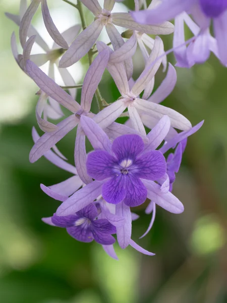 Flor violeta de Petrea Flores en el árbol . —  Fotos de Stock
