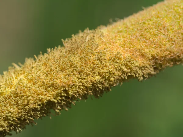 Typha angustifolia magokat a fa. — Stock Fotó