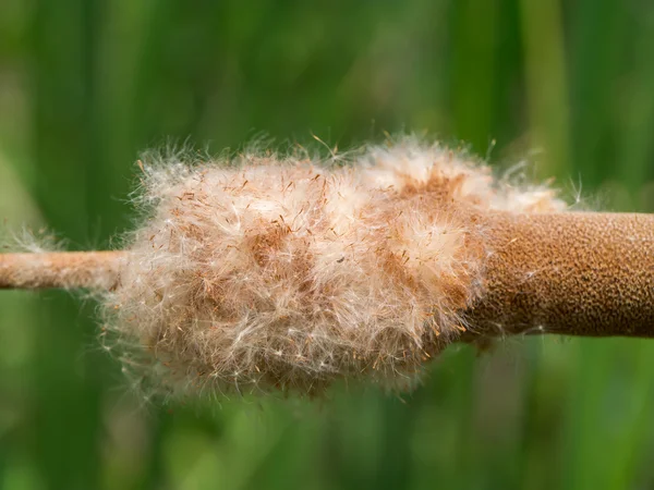 Typha angustifolia magokat a fa. — Stock Fotó