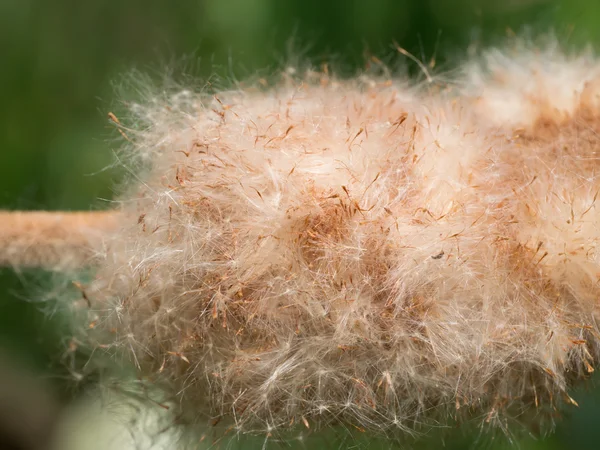 Sementes de Typha angustifolia na árvore . — Fotografia de Stock