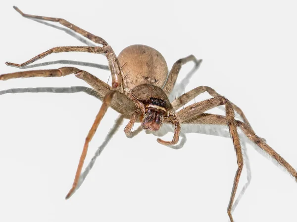 Bruine Spider zijn zwanger op de muur. — Stockfoto