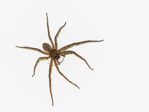 Hnědý pavouk a Spider vejce na zdi. — Stock fotografie