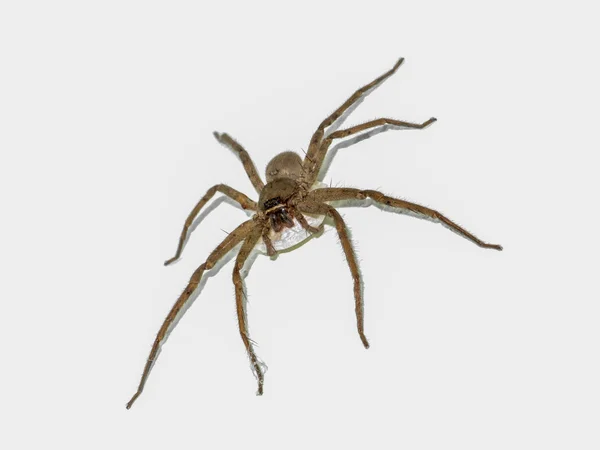 Brown Spider dan telur laba-laba di dinding . — Stok Foto