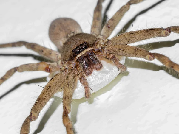 Aranha marrom e ovos de aranha na parede . — Fotografia de Stock