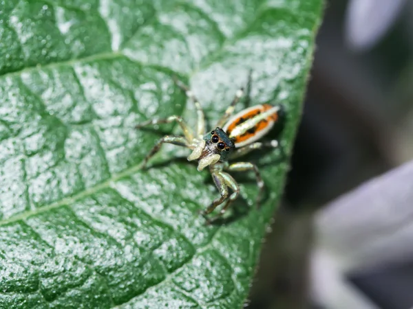 Elegent jumping spider on green leaves. — Stock Photo, Image