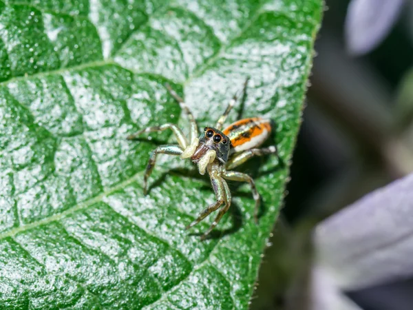Elegent jumping spider on green leaves. — Stock Photo, Image
