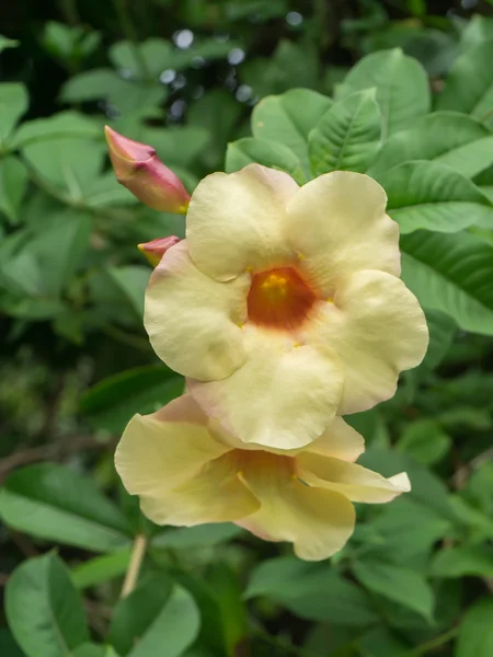 Gele bloemen in de tuin. — Stockfoto