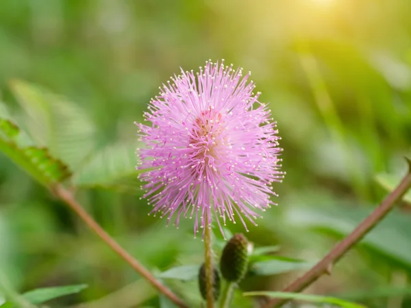 Pianta sensibile o pianta mimosa pudica . — Foto Stock