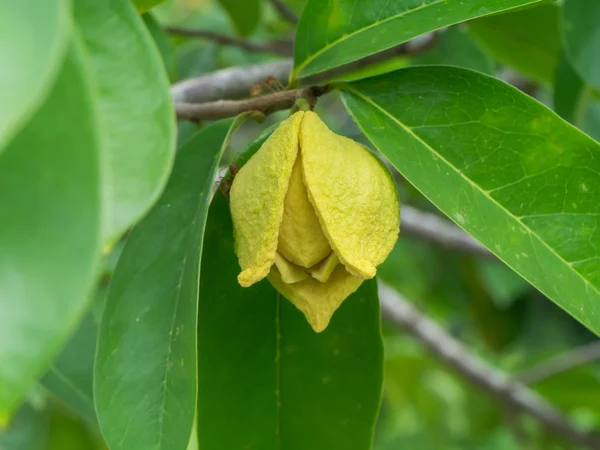 Sauerampferbaum oder stacheliger Puddingapfel. — Stockfoto