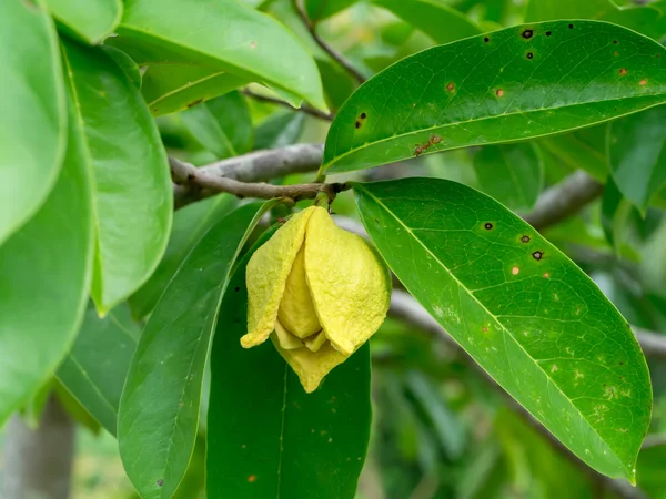 Árvore de Soursop ou creme espinhoso Apple . — Fotografia de Stock