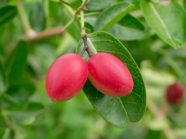 I frutti sono ricchi di vitamina sugli alberi . — Foto Stock