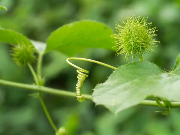 Fétid passionflower ou Scarletfruit passionflower . — Photo