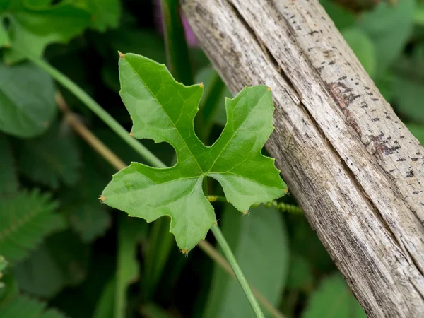 Green ivy leaf — Stock Photo, Image