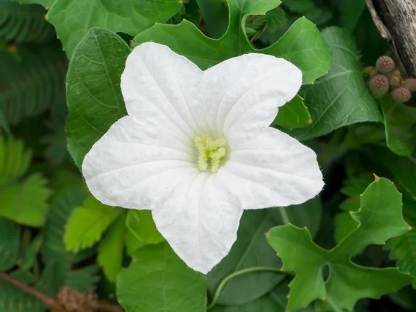 Břečťan bílý květ. — Stock fotografie