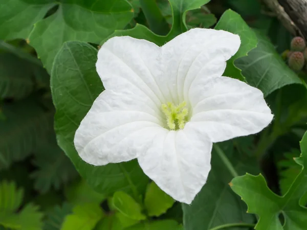 Flor de hiedra blanca . — Foto de Stock