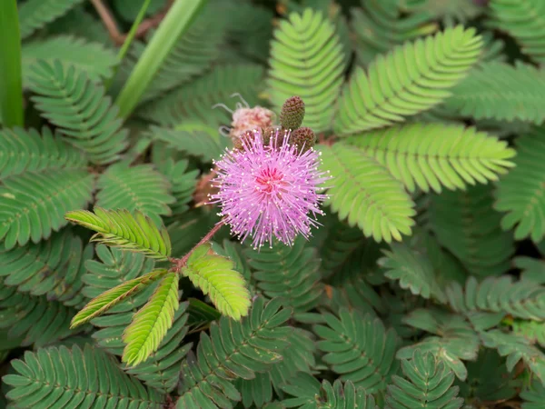 Duyarlı bitki veya mimosa pudica bitki. — Stok fotoğraf