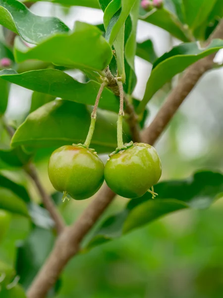 Ciliegia verde delle Barbados sull'albero . — Foto Stock