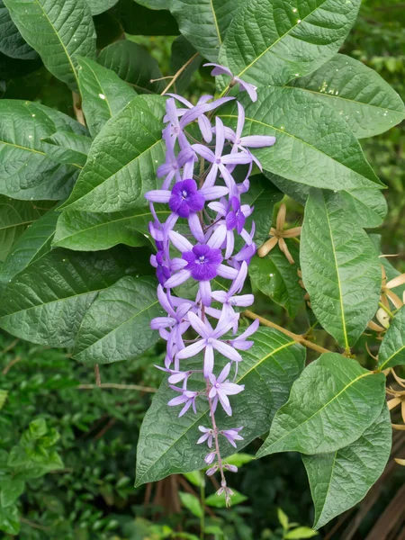 Violet flower of Petrea Flowers on tree. — Stock Photo, Image