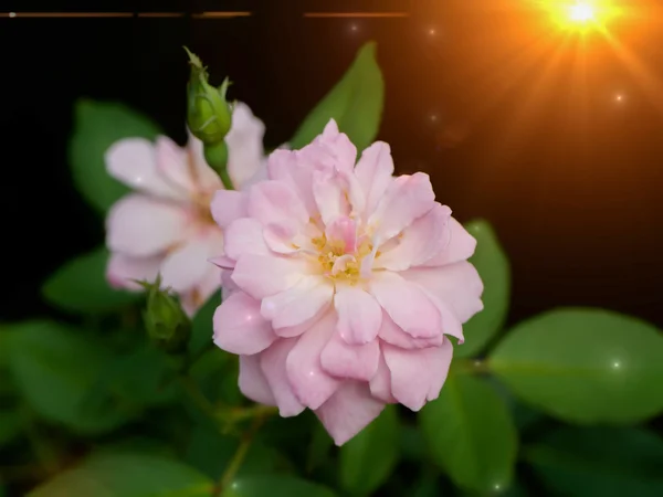 Kwiat różowy wróżka Róża. — Zdjęcie stockowe