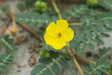 Tribulus terrestris bitki çiçek ve yaprak ile.