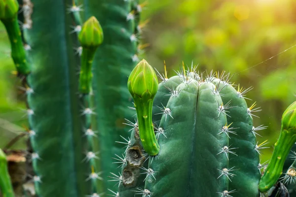 Fiore di cactus verde stanno fiorendo sull'albero . — Foto Stock