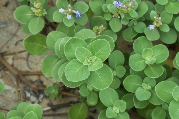 Närbild av Vitex pimpernöt Linn. — Stockfoto