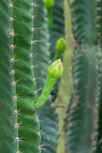 Flor de cactus verde están floreciendo en el árbol . — Foto de Stock