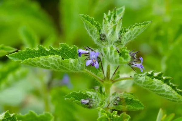 Groene bladeren en paarse bloem van Hyptis suaveolens plant. — Stockfoto