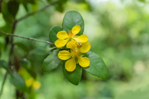 Micky muis bloem — Stockfoto