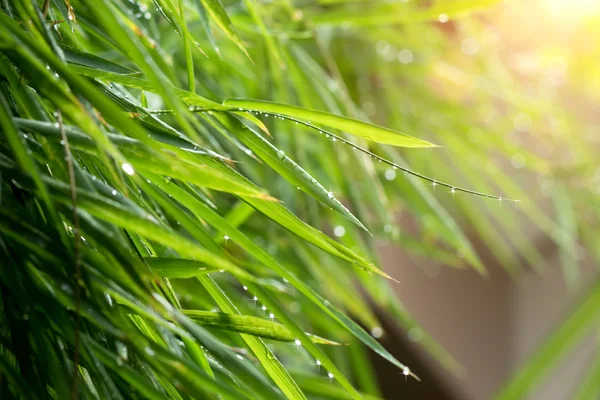 Yeşil bambu yaprakları sonra Yağış. — Stok fotoğraf