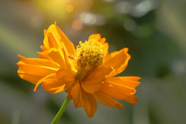 Flor cosmos naranja . — Foto de Stock