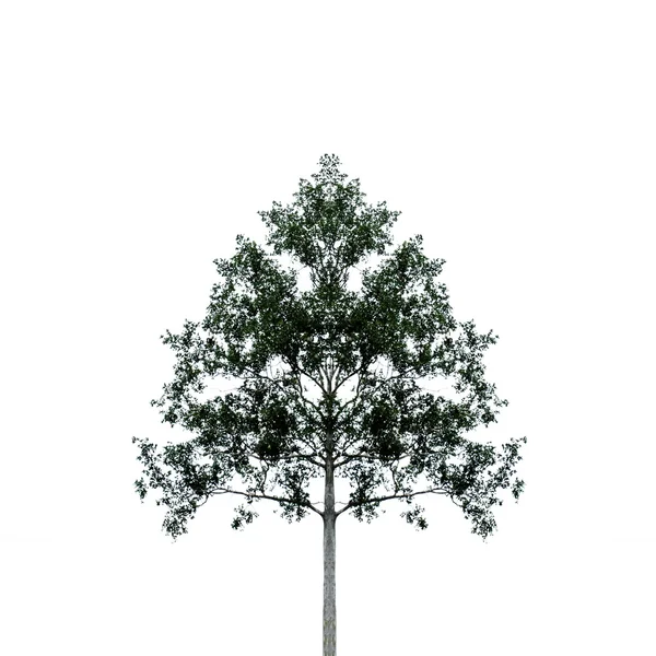 Ein großer Baum auf weißem Hintergrund. — Stockfoto