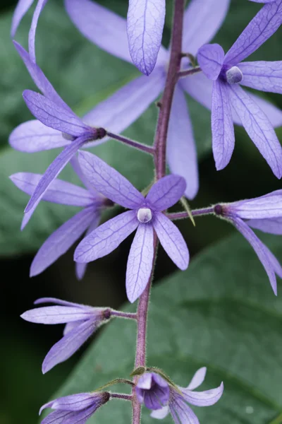 Violette Blume der Petrea-Blüten auf Baum. — Stockfoto