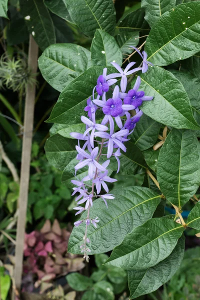 Fleur Violette de Petrea Fleurs sur arbre . — Photo