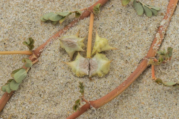 Seeds of Tribulus terrestris plant. — Stock Photo, Image