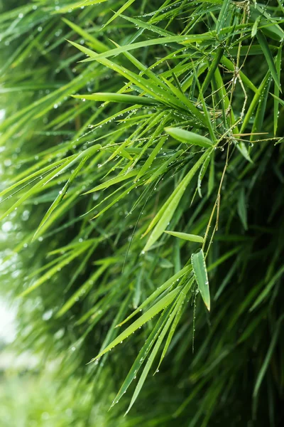 Hojas de bambú verde después de la lluvia . —  Fotos de Stock