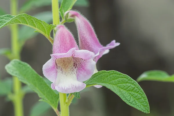 Susam bitki pembe çiçek. — Stok fotoğraf