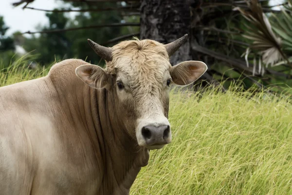 Chiudere una mucca nella prateria . — Foto Stock