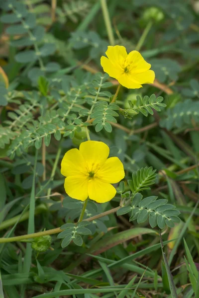 Tribulus terrestris planta con flor y hoja . —  Fotos de Stock